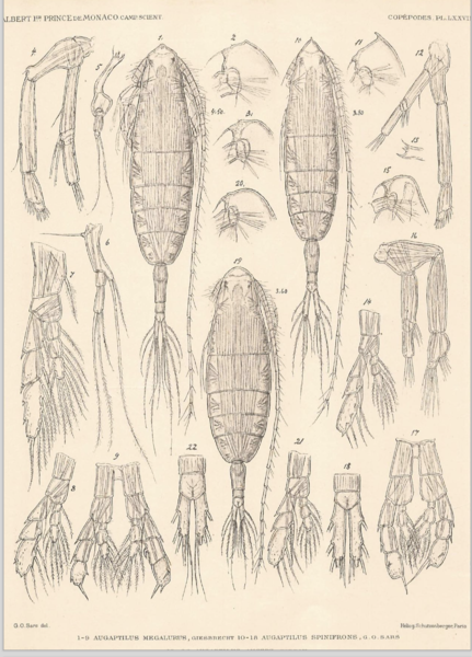 Augaptilus megalurus Augaptilus megalurus