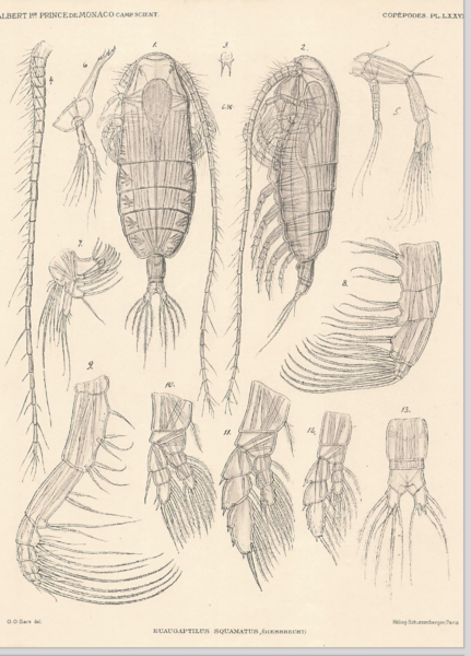 Euaugaptilus squamatus Euaugaptilus squamatus