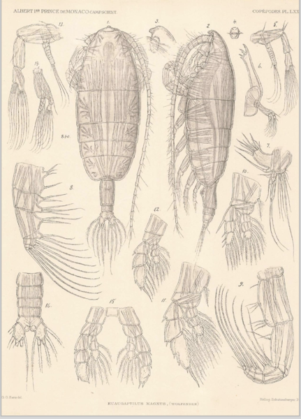 Euaugaptilus magnus Euaugaptilus magnus