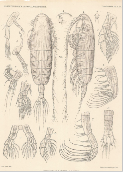 Euaugaptilus laticeps Euaugaptilus laticeps