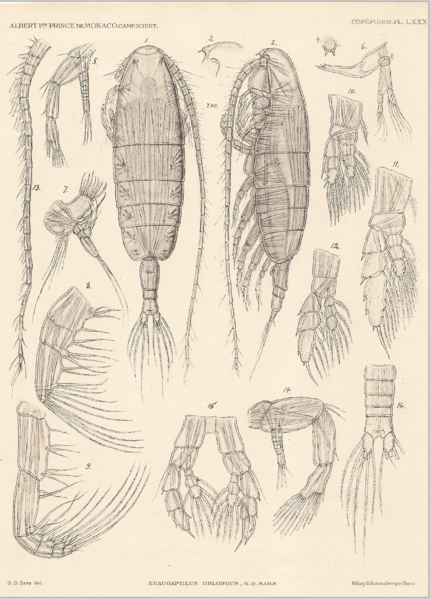 Euaugaptilus oblongus Euaugaptilus oblongus