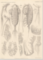 Euaugaptilus nodifrons, author: Walter, T. Chad