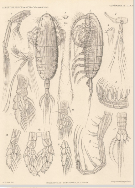 Euaugaptilus nodifrons Euaugaptilus nodifrons