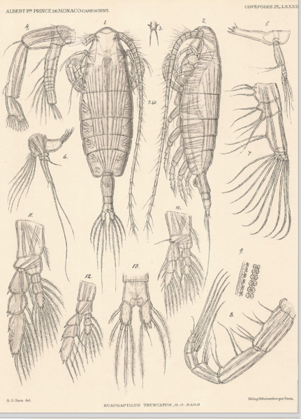 Euaugaptilus truncatus Euaugaptilus truncatus