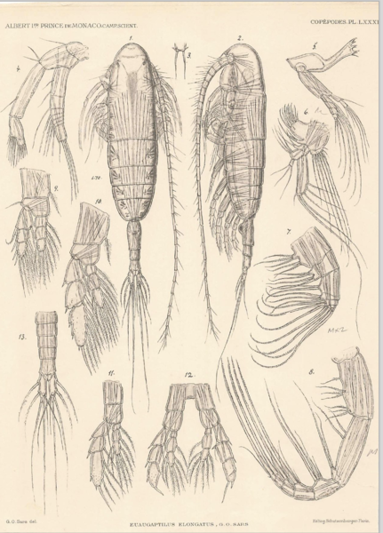 Euaugaptilus elongatus Euaugaptilus elongatus