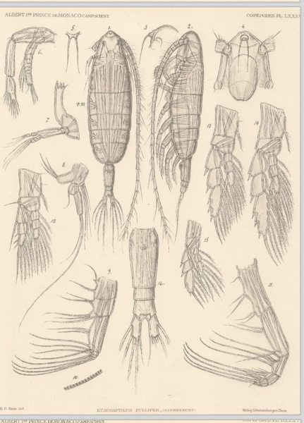 Euaugaptilus bullifer Euaugaptilus bullifer