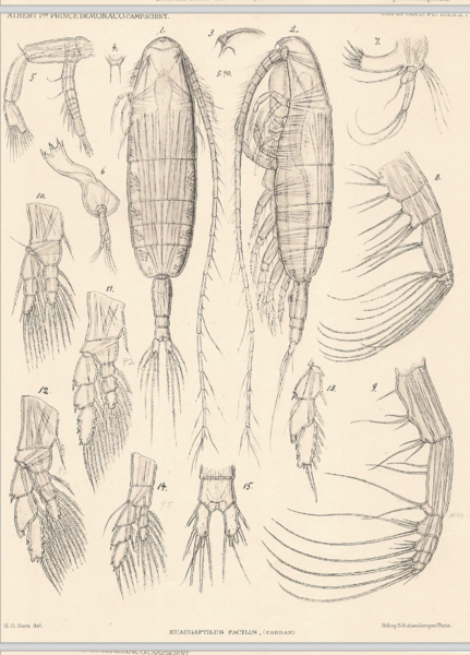 Euaugaptilus facilis Euaugaptilus facilis