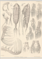 Euaugaptilus digitatus, author: Walter, T. Chad
