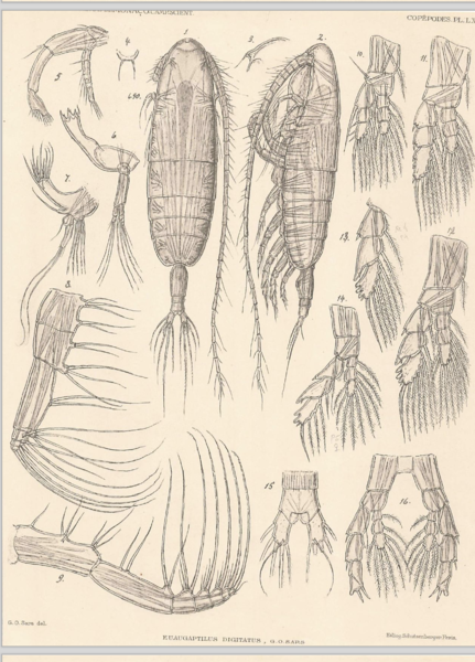 Euaugaptilus digitatus Euaugaptilus digitatus