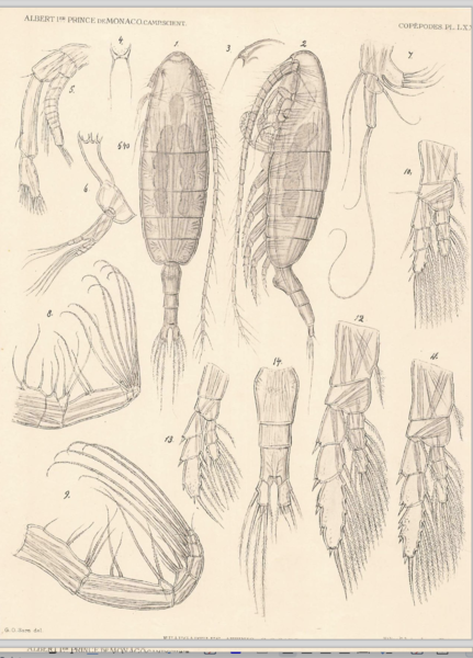 Euaugapatilus affinis Euaugapatilus affinis