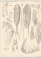 Euaugaptilus gracilis, author: Walter, T. Chad