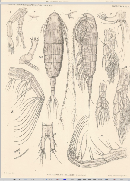 Euaugaptilus gracilis Euaugaptilus gracilis