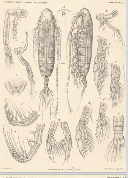 Euaugaptilus filigerus Euaugaptilus filigerus