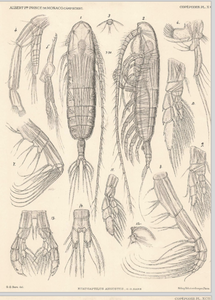 Euaugaptilus angustus Euaugaptilus angustus