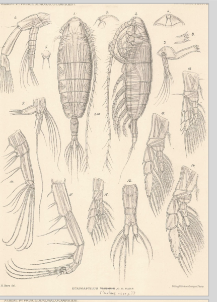 Euaugaptilus vicinus Euaugaptilus vicinus
