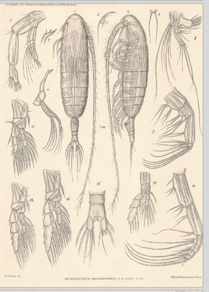 Euaugaptilus grandicornis Euaugaptilus grandicornis