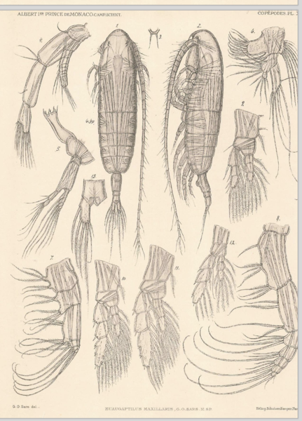 Euaugaptilus maxillaris Euaugaptilus maxillaris