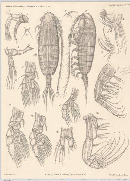 Euaugaptilus farrani Euaugaptilus farrani