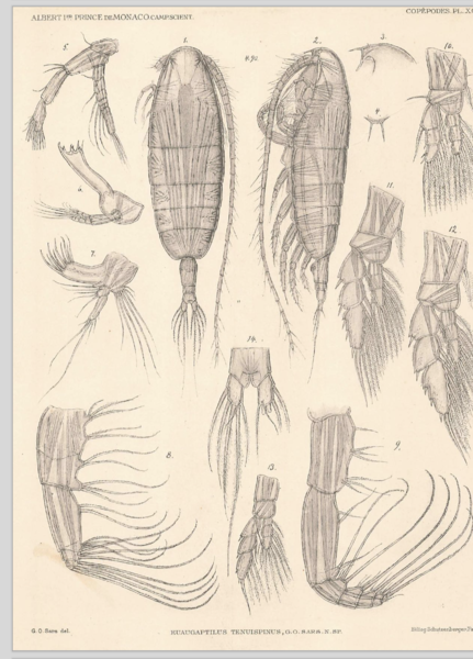 Euaugaptilus tenuispinus Euaugaptilus tenuispinus
