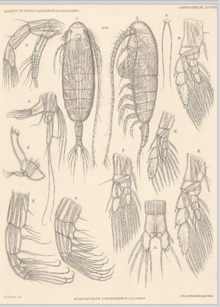 Euaugaptilus longicirrhus Euaugaptilus longicirrhus