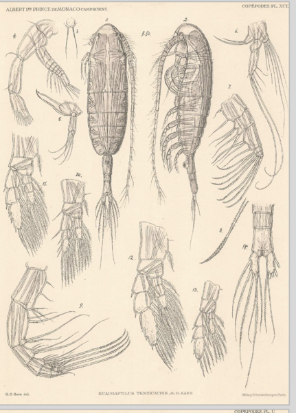 Euaugaptilus tenuicaudis Euaugaptilus tenuicaudis