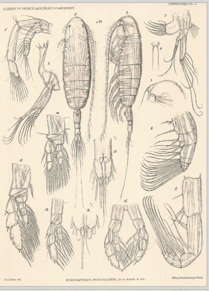 Euaugaptilus penicillatus Euaugaptilus penicillatus