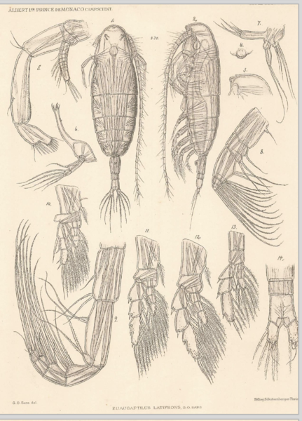 Euaugaptilus latifrons Euaugaptilus latifrons
