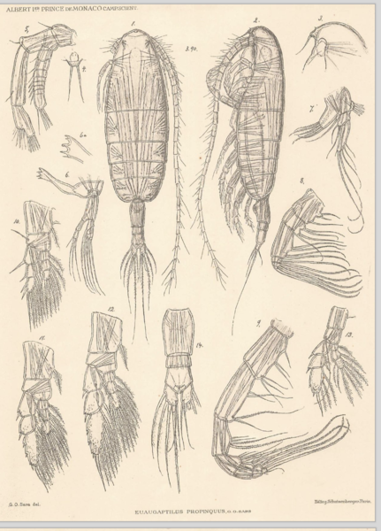 Euaugapatilus propinquus Euaugapatilus propinquus