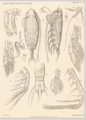 Euaugaptilus rigidus, author: Walter, T. Chad