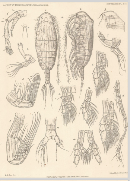 Euaugaptilus gibbus Euaugaptilus gibbus