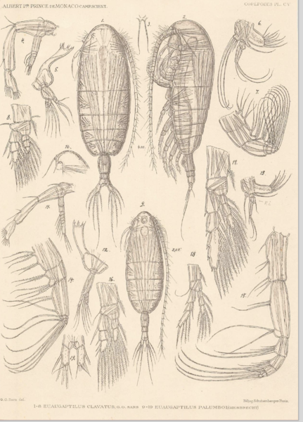 Euaugaptilus palumbii Euaugaptilus palumbii
