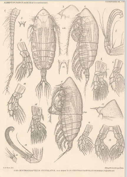 Centraugaptilus cucullatus Centraugaptilus cucullatus