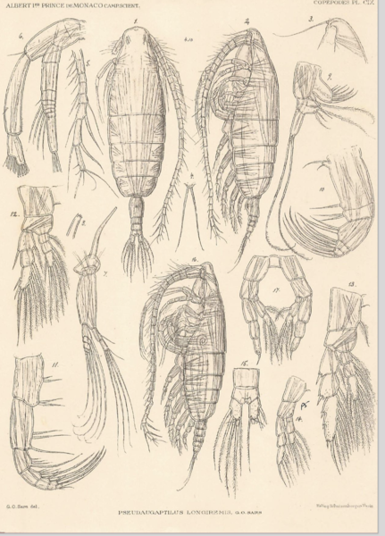 Pseudaugaptilus longiremis Pseudaugaptilus longiremis