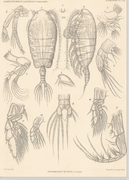 Pontoptilus muticus Pontoptilus muticus