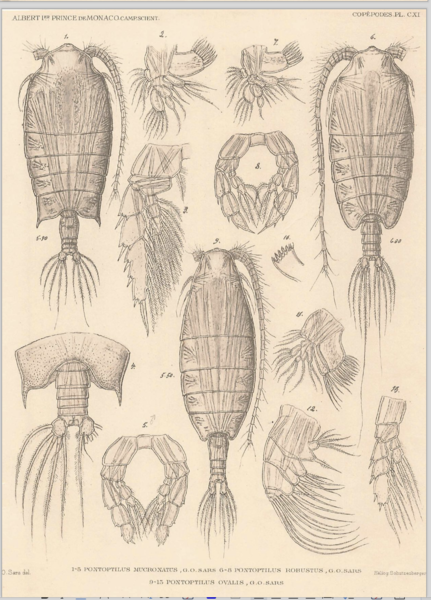 Pontoptilus robustus Pontoptilus robustus