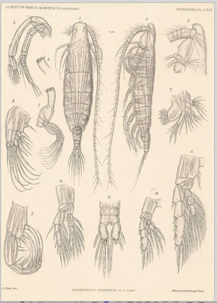 Pontoptilus pertenuis Pontoptilus pertenuis