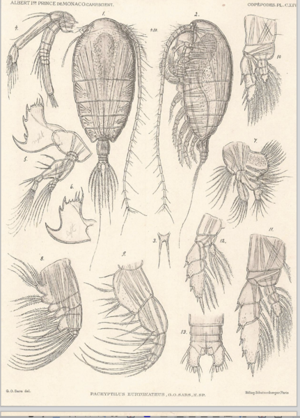 Pachyptilus eurygnathus Pachyptilus eurygnathus