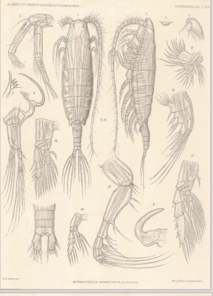 Heteroptilus attenuatus Heteroptilus attenuatus