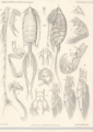 Arietellus setosus, author: Walter, T. Chad