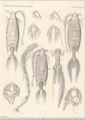 Arietellus giesbrechti, author: Walter, T. Chad