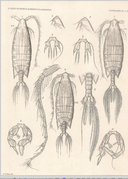 Arietellus plumifer Arietellus plumifer