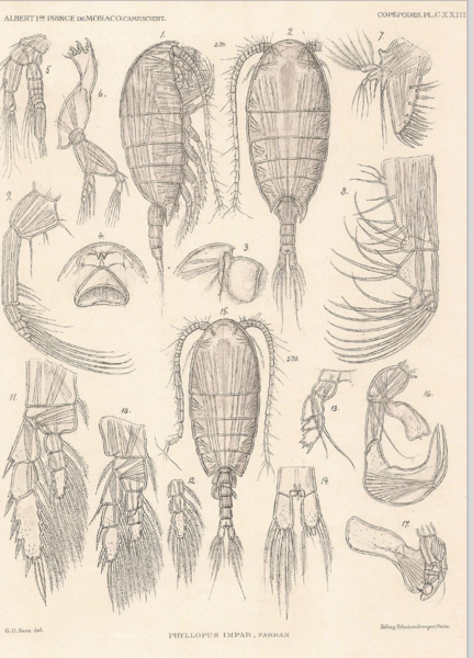 Phyllopus impar Phyllopus impar