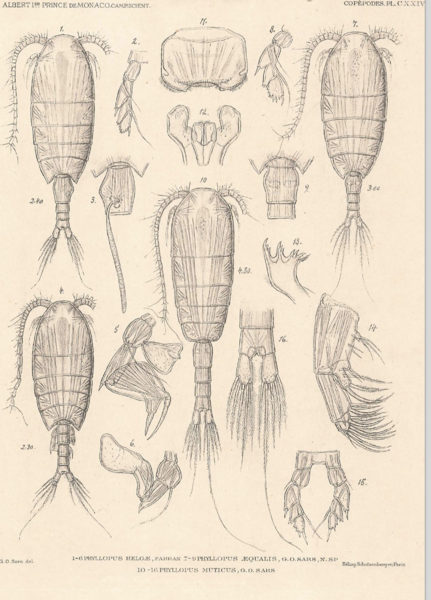 Phyllopus aequalis Phyllopus aequalis