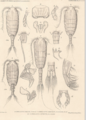 Phyllopus muticus, author: Walter, T. Chad