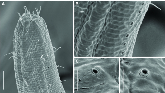 Biarmifer nesiotes