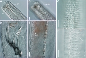 Pomponema longispiculum, author: Bezerra, Tia Nara