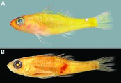 Trimma citrum, author: B.D. Greene; B: R. Winterbottom