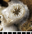 The holotype of Hoplangia durotrix Gosse, 1860, author: NHM Photo Unit