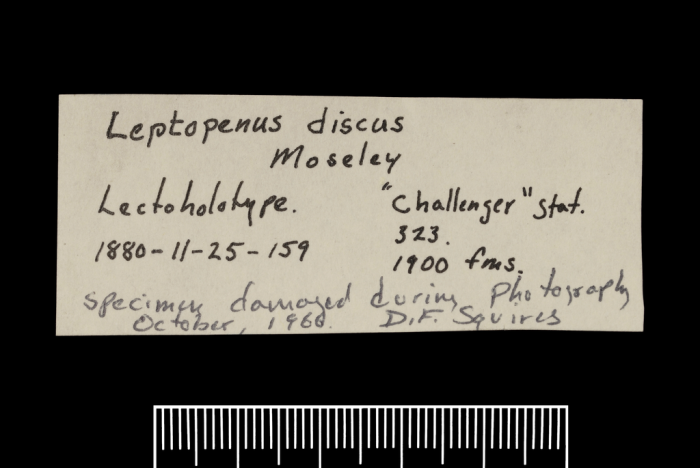 Label for a syntype of Leptopenus discus Moseley, 1881