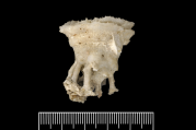Holotype of Rhizotrochus typus (Milne Edwards & Haime, 1848), author: NHM Photo Unit